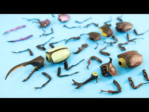 カブトにクワガタ、ヘラクレスオオカブトもみんな大好き昆虫ハンター!