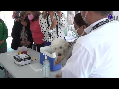 En SGS, arranca la Jornada de Vacunación Antirrábica Canina y Felina 2022.