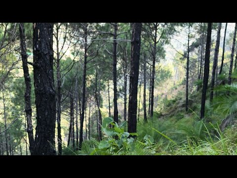 Welcome in my 373rd support Live Strem || Connect 🔄 India🇮🇳 Connect 🔄 Globally 🌍