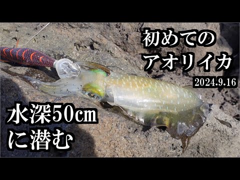 【秋田山形エギング】初心者のアオリイカ釣行　三陸つりしとがんせ　vol 84