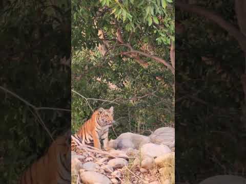 Tiger Cub | Dhikala Corbett #corbett #dhikala #tigercubs