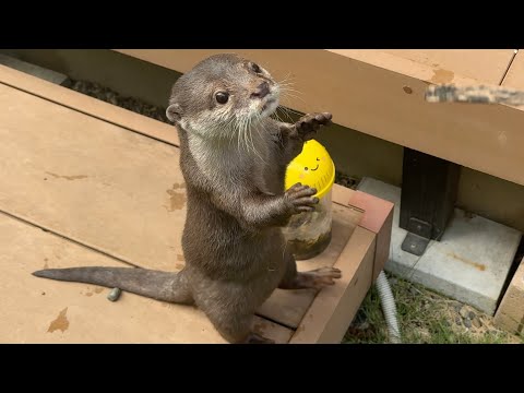 夏野菜よりも価値がないものを愛でるカワウソ… 笑 An otter that loves things even less valuable than summer vegetables… lol