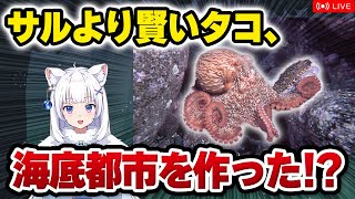 【獣医が解説】タコの海底都市・オクトポリス!? 賢くてヘンテコすぎるタコのひみつ【北国ここなの動物研究室】
