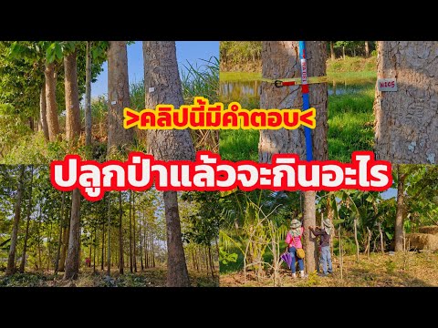 พีเจฟาร์ม Pj Farm เกษตรผสมผสาน ปลูกป่าปลูกไม้เศรษฐกิจเพื่อขายคาร์บอนเครดิต