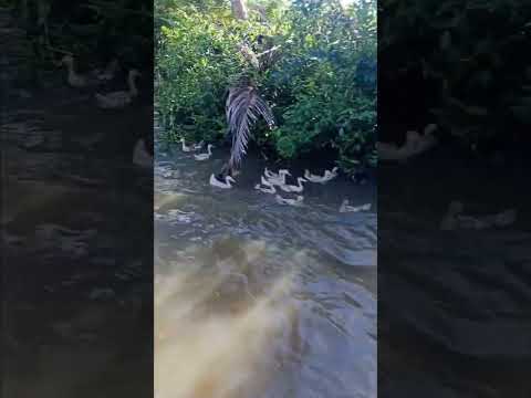 Vịt Đẻ Bơi Về Chuồng #fishingmientay #fishing #shorts