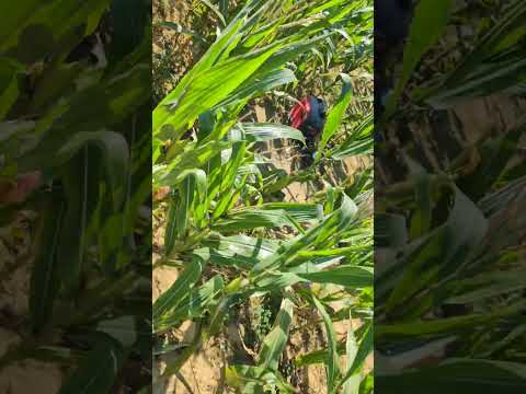 #cornfields#maze#tractor ride#ride#farm#sunny day#out #