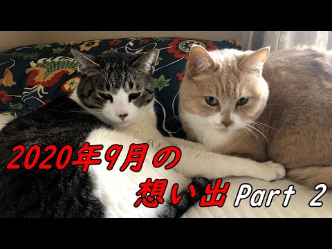 猫こむぎ 猫だいずの最新動画 Youtubeランキング