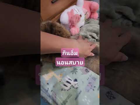 น้องมีความสุขเราก็มีความสุข🐱🐱