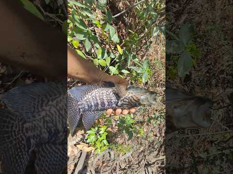 se atrapo un guapote  enorme 🎣 #fishing #nature #pesca #youtubeshorts