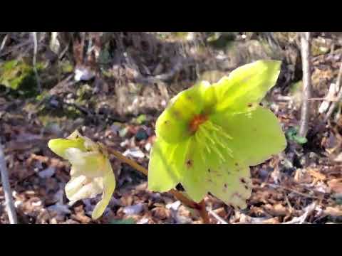 Nel bosco gli ellebori sono ovunque!