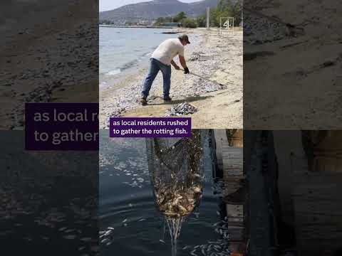 Dead fish 'blanket' at Greek port