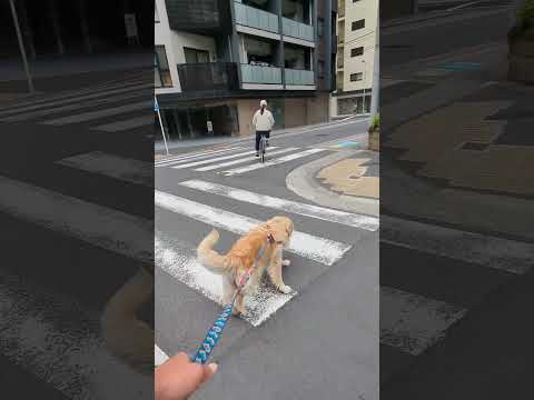 ゴールデンレトリバーと過ごす一人暮らしの癒し時間 サムネイル