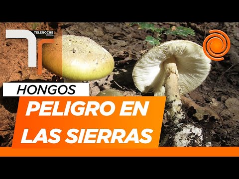 Un turista consumió un hongo en Córdoba y está grave: cómo reconocer las especies venenosas