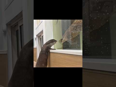 泳いでるカワウソを眺めるカワウソ #shorts