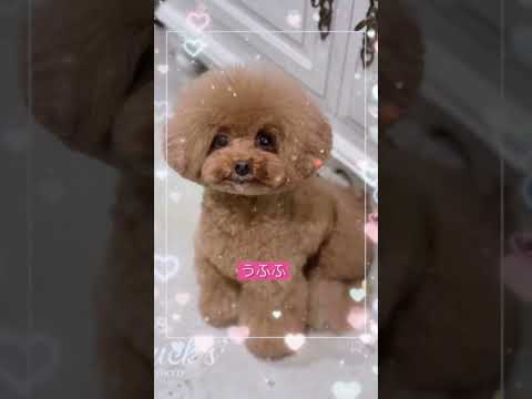 #funnyanimals#funnydogs#Amazingcute#doglover#doglife#cure#dogshorts#pet