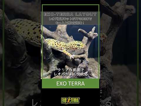 大切なレオパをもっと上質な環境で飼育したいあなたにオススメ！「EXO-TERRA LAYOUT vol.2 レオパ飼育キットGTP3030」#レオパ #ヒョウモントカゲモドキ #テラリウム