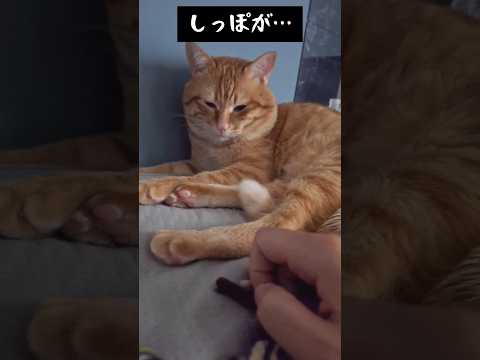 しっぽプルプルでかわいい…#猫 #cat