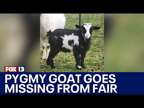 Pygmy goat goes missing from Washington Spring Fair | FOX 13 Seattle