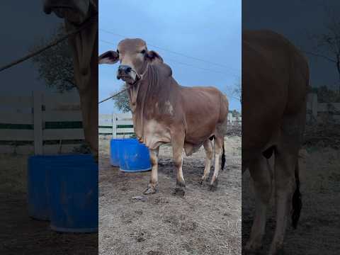 New entry 😱 #lionnation #wildliferescue #wildcats #bigcats #tigerspotted #bigcat  #largecats