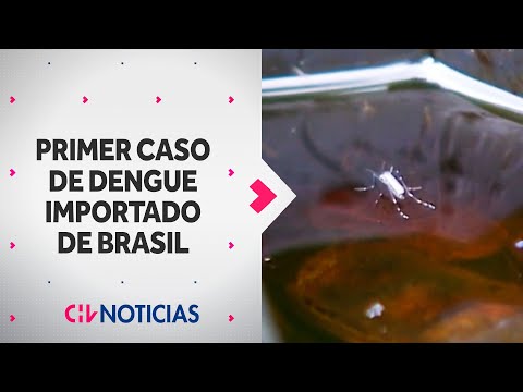 Joven chileno es el primer caso de dengue importado por viajero proveniente de Brasil - CHV Noticias
