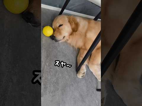 いっぱい遊んで、いっぱいねんね。🐶#ゴールデンレトリバー #ゴールデンレトリバーのいる生活