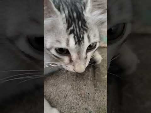 #cat #cute #kitten #pets #cutecat