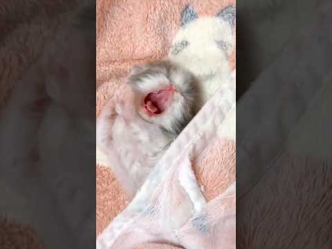かわいい猫たちの癒し動画｜見ているだけでほっこり サムネイル