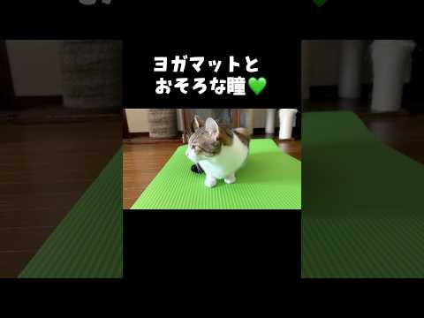 グリーン仲間みっけ!🍃 ┊ #にゃんだら家 #つくし