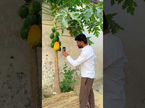 Papaya farming transition videography 👀 🫒 #videography #ideas #shorts