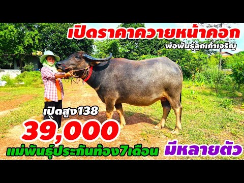 เปิดราคาควายงามสูง143ท้อง10เดื