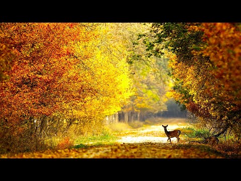 Autumn Wildlife, Beautiful Relaxing Music, Peaceful Soothing Instrumental Music, by Tim Janis