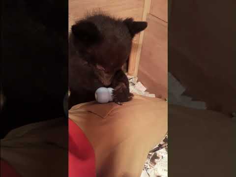 ツキノワグマの赤ちゃんコングで遊ぶの巻 #shorts #動物 #赤ちゃん #animals