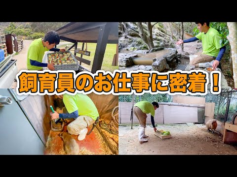 普段はいじられキャラの飼育員が、仕事中はプロの顔を見せてくれました【飼育員のお仕事シリーズ】