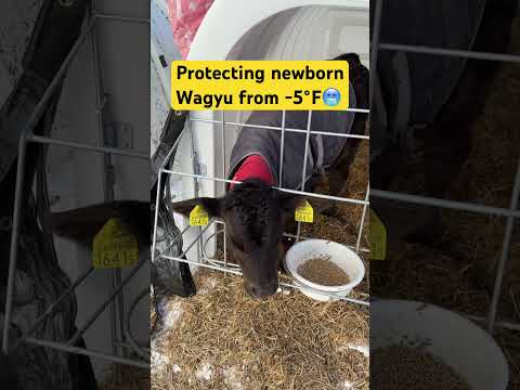 How Japanese Farmers Protect Wagyu Calves 🇯🇵