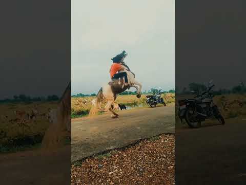 Horses to Horsepower: The Equestrian Roots of Modern Cars