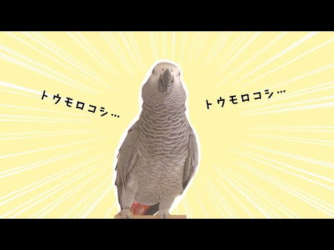 トウモロコシ好きヨウムがまた新たな造語を生み出したw