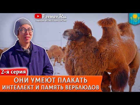 🐫+75? или -30? Верблюду без разницы! Как верблюд выживает? Сколько пастбищ на одного верблюда?
