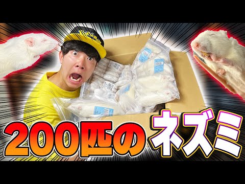 家に大量のネズミの○体が送られてきました…