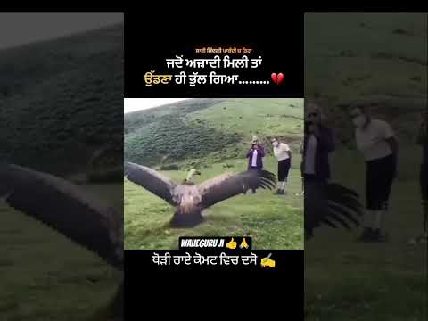 udna bhul gya 🙏🥺 #shorts #shortvideo #viral #viralvideo #trending #ytshorts #youtubeshorts #panjabi