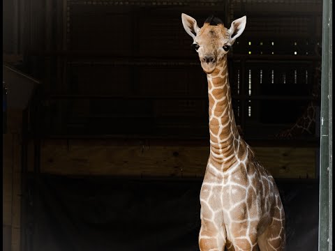 Giraffe Calves Video July 2021 - Fort Worth Zoo