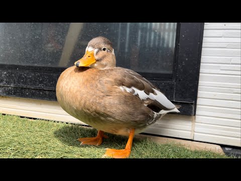コールダックをノーストレスで眺める動画　Watching call ducks in a stress-free environment.