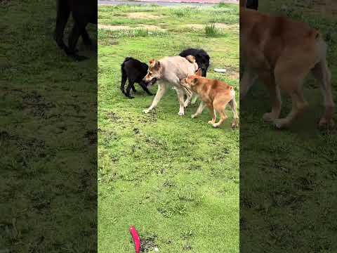 They are in charge of the protection fees in this area.