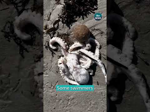 Why are thousands of sea creatures are washing up dead in Australia?  | ITV News