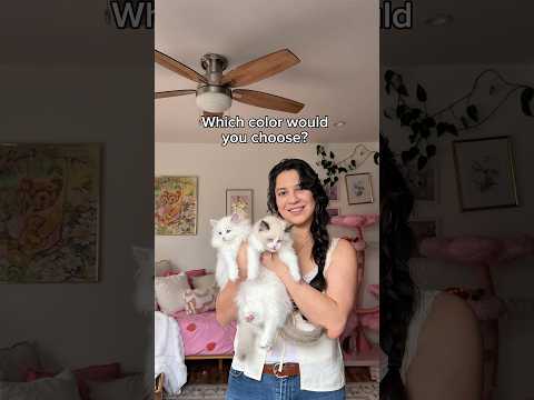 Comment your favorite ragdoll color! #kitten #ragdollcat #sacramento