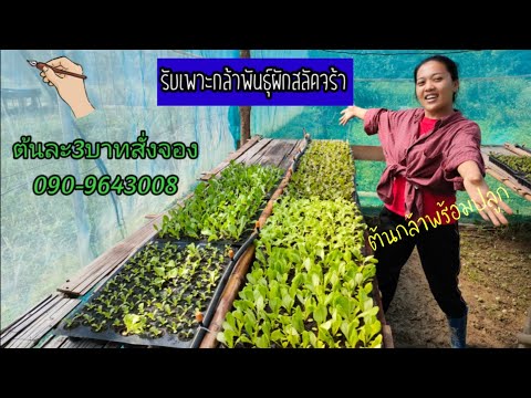 กล้าพันธุ์สลัดสวยๆ-รับเพาะกล้า กล้าพันธุ์สลัดสวยๆ-รับเพาะกล้า