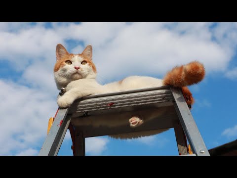 きゃたつのちろ 251027
