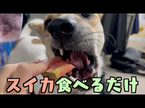 食べるだけ動画はのびないって言ったよねぇぇぇぇぇ！！！！！これはどうなる！？