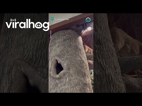 Raccoons Move INSIDE Fishing Store || ViralHog