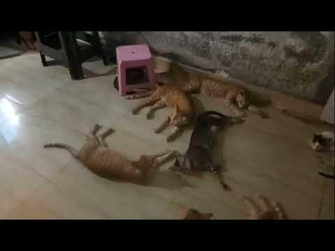 Funny Cats Sleeping Cat Completion |stray Cats Videos | Cat Sleeping In@Meowmeow13 @AdorablePaws