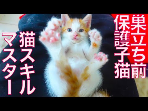 巣立ち前の子猫、伝統技をマスターする The rescued kitty's new skill